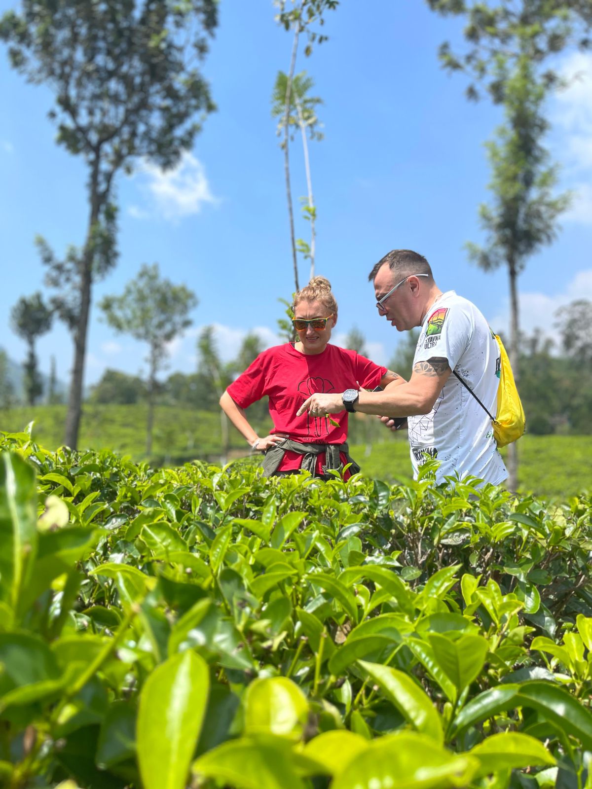 Visitors standing among green tea bushes