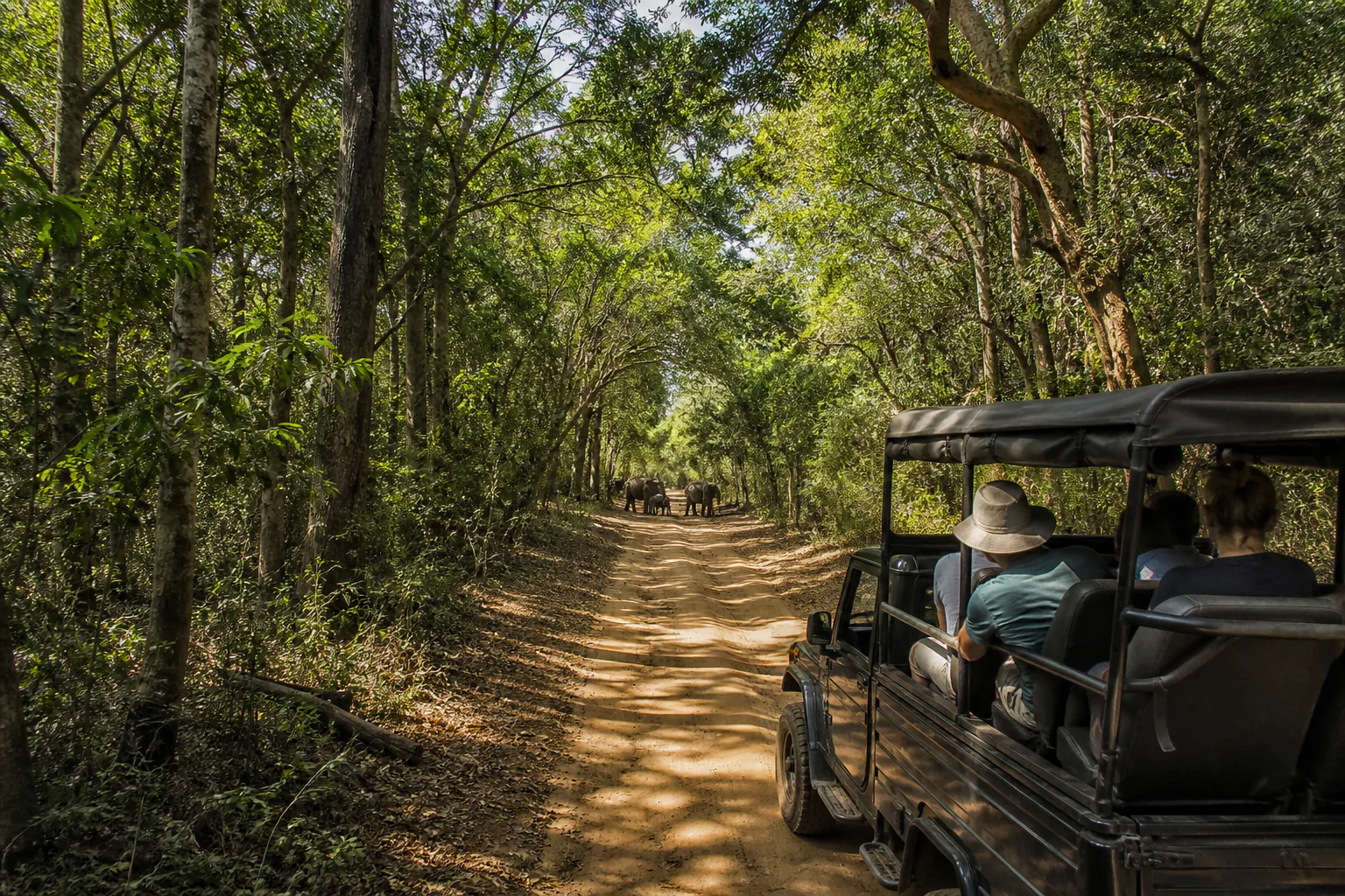 Safari vehicle travelling along a forest track