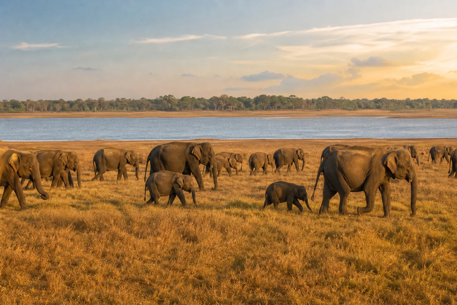 Elephants gathered beside a reservoir