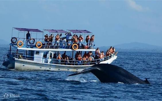 Whale Watching Excursion in Mirissa